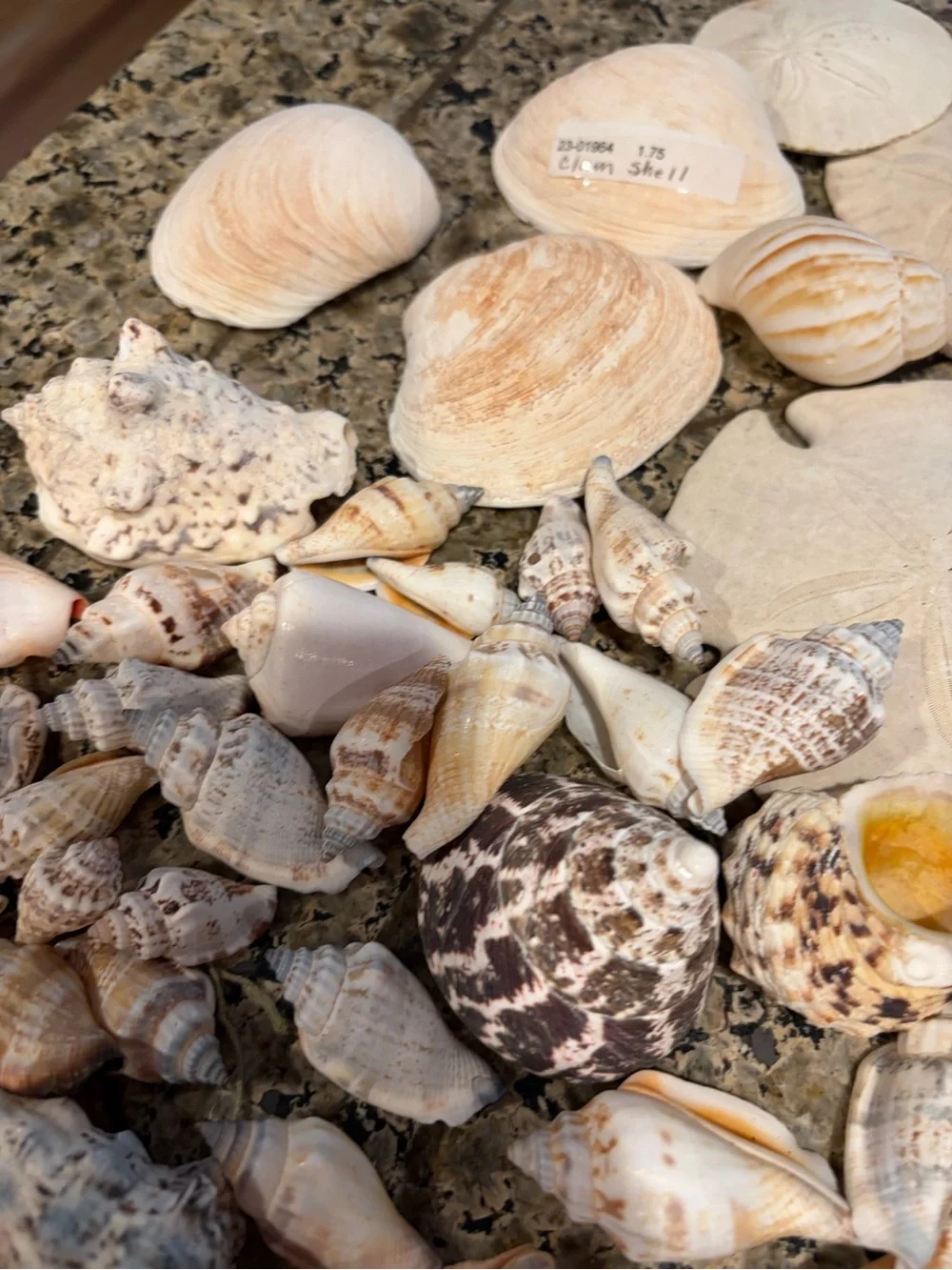 Natural Sea Shell Lot Starfish Sand Dollars Clam Shells Conch Shells
